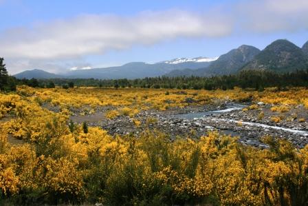 Ginster im Flussbett